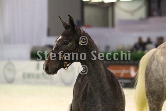 CA D ORO_MILANO_2010_SS3_3968.jpg